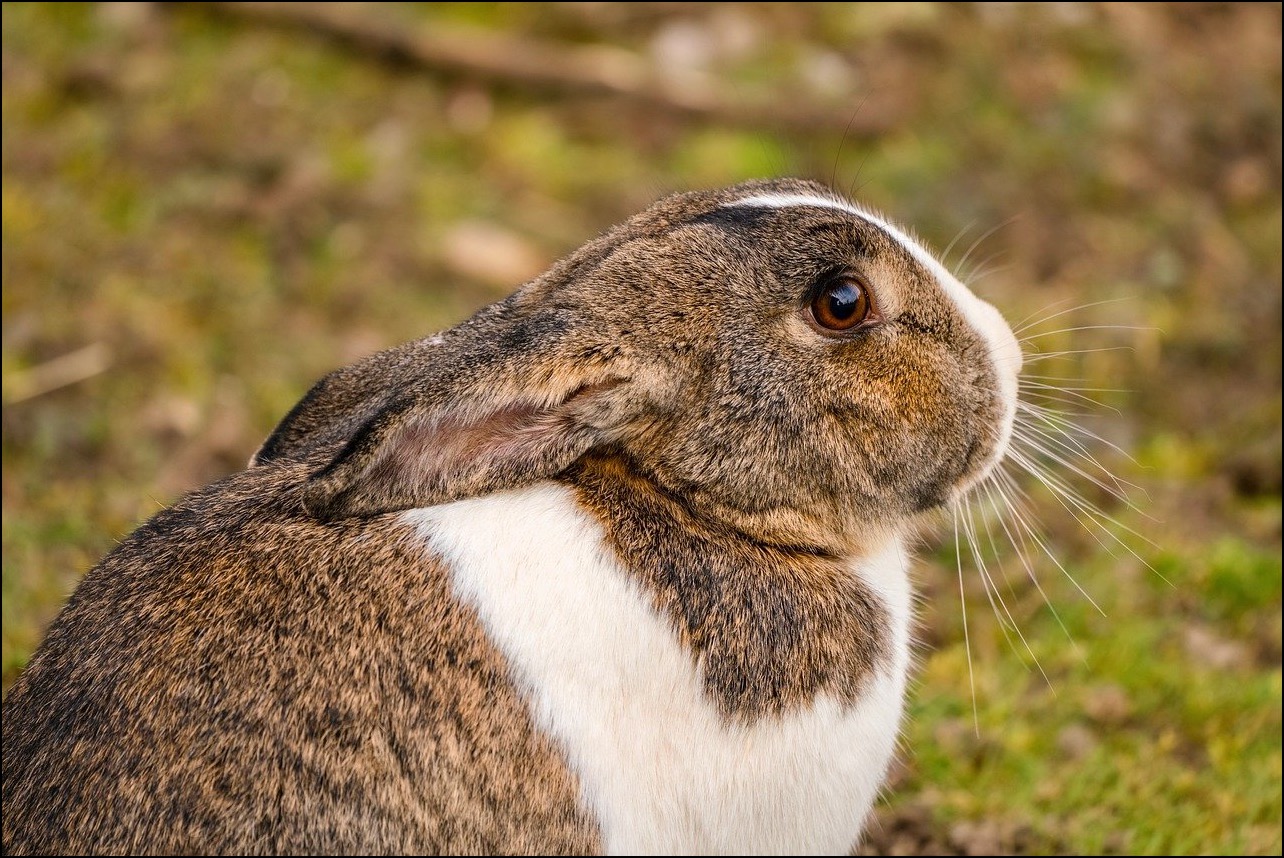 Tan & White Rabbit outside 